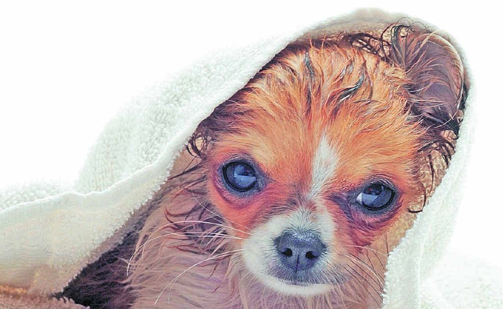 Give your pooch some TLC at the Maraboon Veterinary Surgery charity dog wash tomorrow. Give your pooch some TLC at the Maraboon Veterinary Surgery charity dog wash tomorrow.