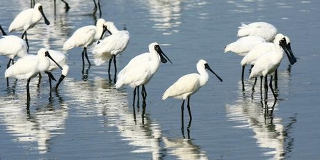 Spoonbills feeding in the Manukau Harbour between Ambury Regional Park and Puketutu Island. Spoonbills feeding in the Manukau Harbour between Ambury Regional Park and Puketutu Island.