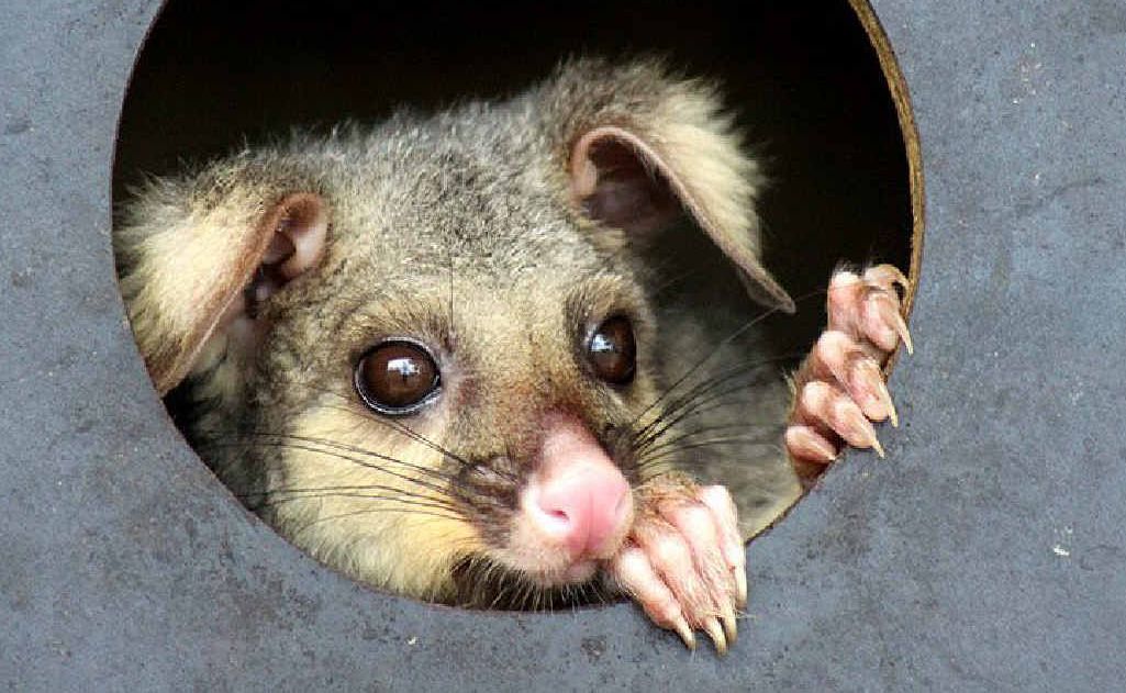 Native animals suffering a rise in ticks, including possums and bandicoots. Native animals suffering a rise in ticks, including possums and bandicoots.