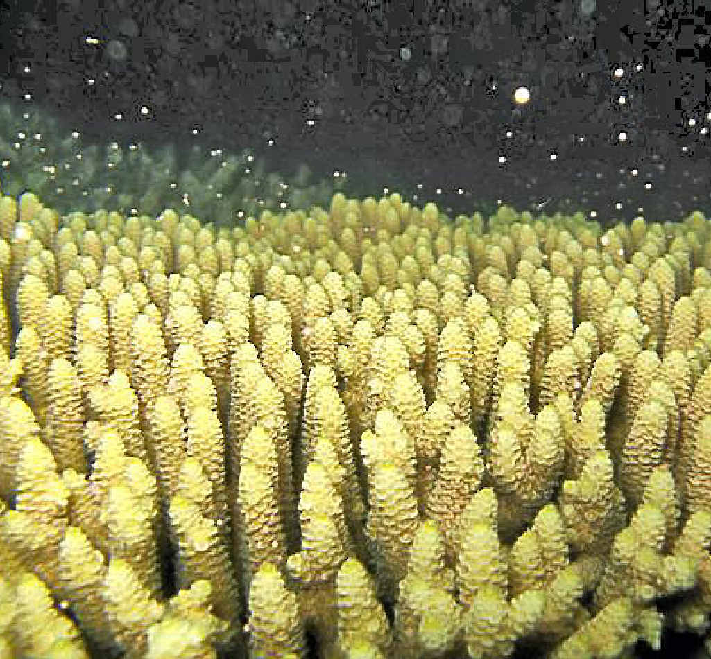 TRUE FANTASEA: Coral spawning. TRUE FANTASEA: Coral spawning.