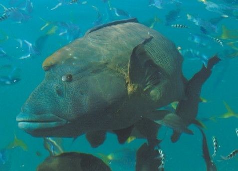 Giant Queensland Grouper. Giant Queensland Grouper.