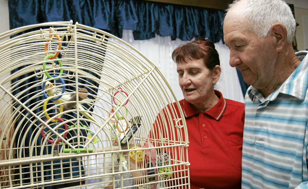 Rick and Colleen Kraudelt of Kinka Beach pay attention to their birds after a close encounter of the slithery kind. Rick and Colleen Kraudelt of Kinka Beach pay attention to their birds after a close encounter of the slithery kind.