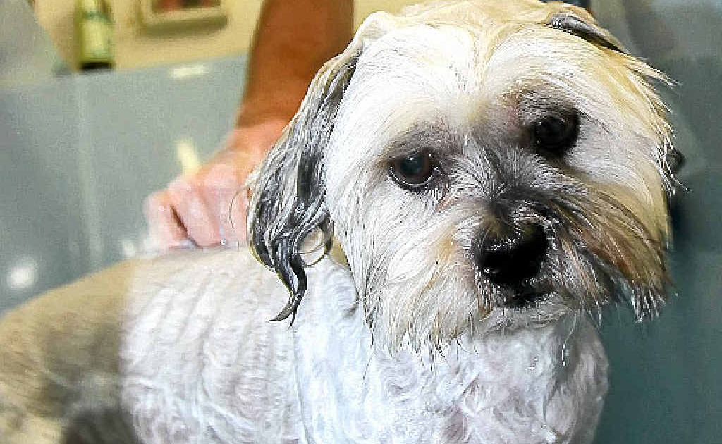 Max Wright from Animal Affair in Mooloolaba washes Alfie as part of his flea control program. Max Wright from Animal Affair in Mooloolaba washes Alfie as part of his flea control program.