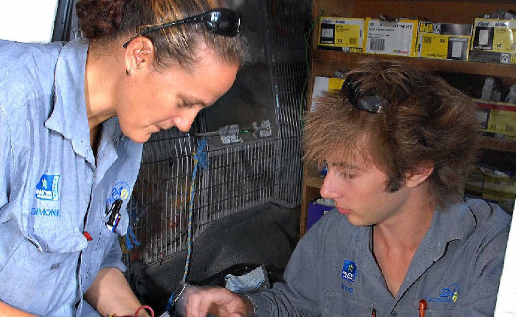 Apprentice electricians Semon Modra and Steven Black in Mackay. Apprentice electricians Semon Modra and Steven Black in Mackay.