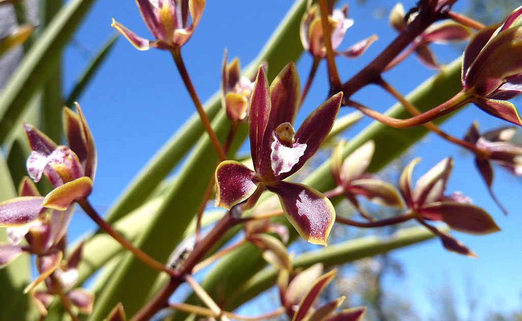 A rare Black Orchid on the under-threat Bimblebox Nature Refuge. A rare Black Orchid on the under-threat Bimblebox Nature Refuge.