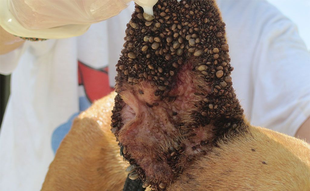 See those things on this poor dog's ear? They are ticks and they can kill an animal. See those things on this poor dog's ear? They are ticks and they can kill an animal.