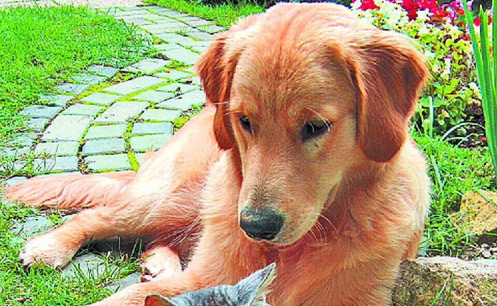 VetShopAustralia.com.au has advice for owners to deal with snake bite. VetShopAustralia.com.au has advice for owners to deal with snake bite.