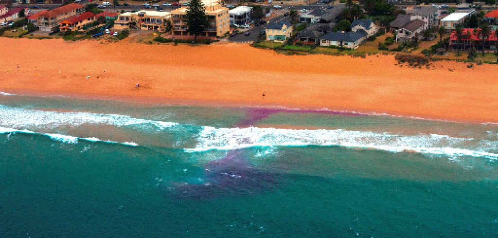 The purple dye test is being used widely across NSW to show swimmers what a rip looks like. The purple dye test is being used widely across NSW to show swimmers what a rip looks like.