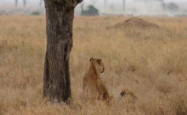 A lioness prospecting for her next meal. A lioness prospecting for her next meal.