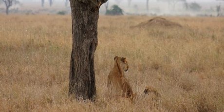 A lioness prospecting for her next meal. A lioness prospecting for her next meal.