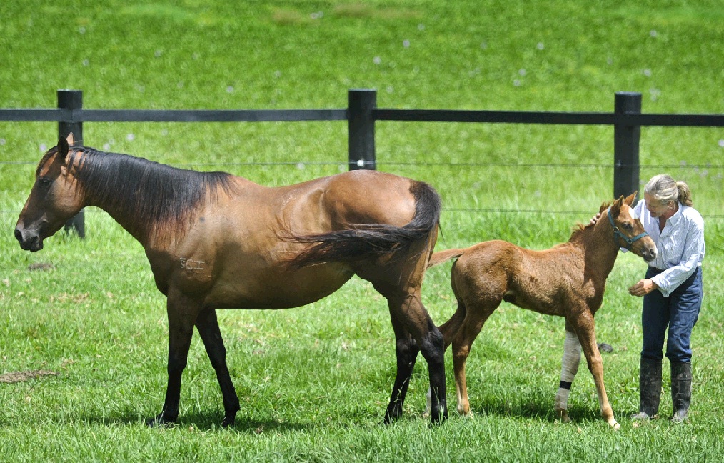 Fiona Leviny with her mare Fig (left) and new foal Lottie, who was born with a leg defect. Fiona Leviny with her mare Fig (left) and new foal Lottie, who was born with a leg defect.