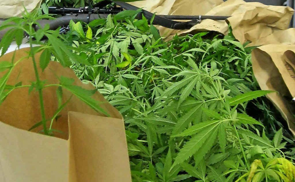 Stanthorpe Constable Michael Banasiak with the haul from last week's drug bust. Stanthorpe Constable Michael Banasiak with the haul from last week's drug bust.