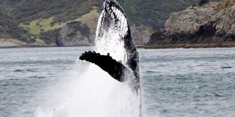 A humpback whale mother and calf had tourists excited in the Bay of Islands. A humpback whale mother and calf had tourists excited in the Bay of Islands.