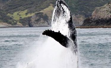 A humpback whale mother and calf had tourists excited in the Bay of Islands. A humpback whale mother and calf had tourists excited in the Bay of Islands.