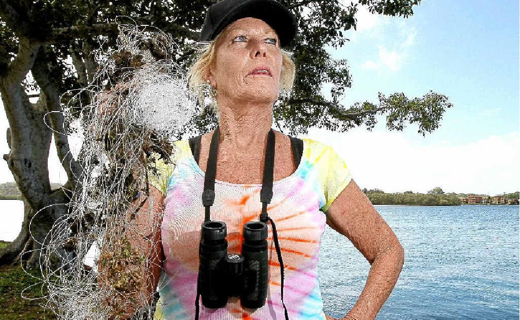 Tweed Valley Wildlife Carers volunteer Mary Grant finds wildlife caught up in fishing line on Philp Pde, Tweed Heads South. Fishing line has caught up at least six bats in a fig tree this year. Tweed Valley Wildlife Carers volunteer Mary Grant finds wildlife caught up in fishing line on Philp Pde, Tweed Heads South. Fishing line has caught up at least six bats in a fig tree this year.