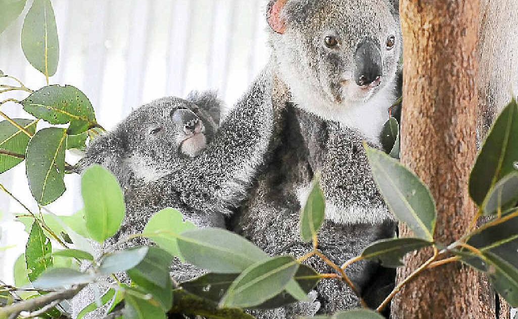 Sightings of koalas in and around Iluka have raised hopes the local population is finally recovering from habitat loss and road deaths. Sightings of koalas in and around Iluka have raised hopes the local population is finally recovering from habitat loss and road deaths.