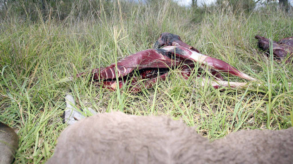 Kangaroo carcases dumped by the roadside near Kabra. Kangaroo carcases dumped by the roadside near Kabra.