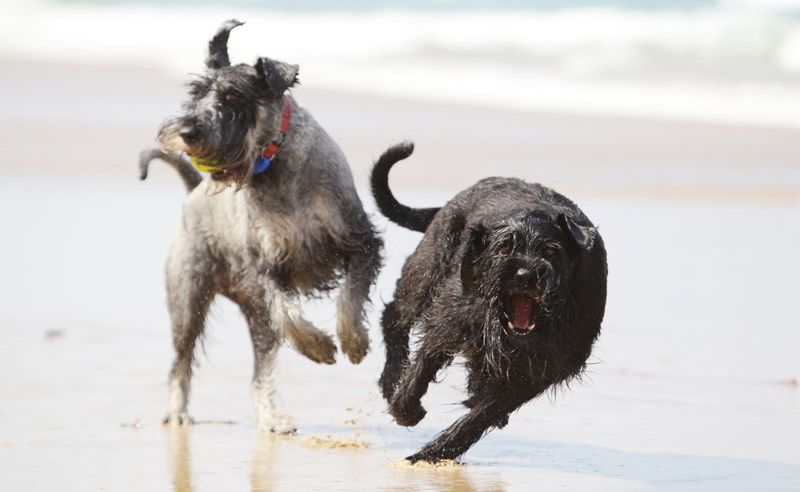 Dog owners are being urged not to throw sticks because of the dangers. What do you think? Dog owners are being urged not to throw sticks because of the dangers. What do you think?