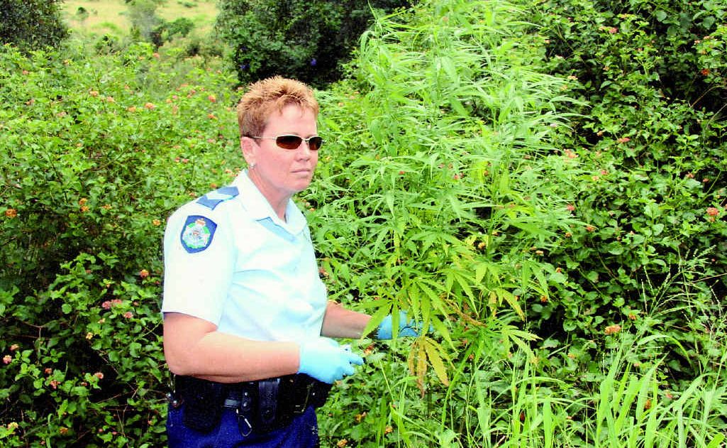 Acting Senior Sergeant Liz Burns-Hutchison at the cannabis plantation at Minden. Acting Senior Sergeant Liz Burns-Hutchison at the cannabis plantation at Minden.