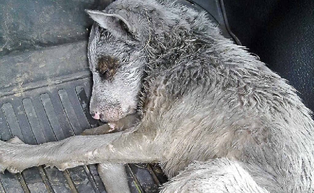 The three-month-old puppy found on the Woodenbong tip. The three-month-old puppy found on the Woodenbong tip.