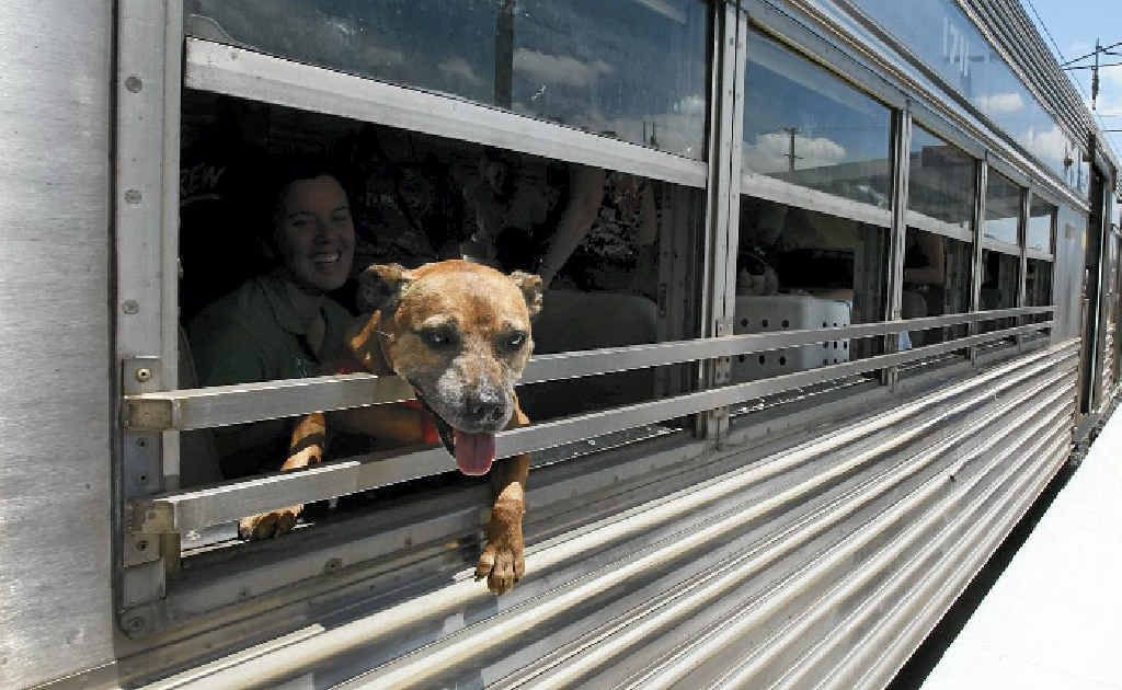 RSPCA pets arrive at Wacol station on their way to the new Animal Care Campus on Sunday, after a trip from Fairfield on the Paws Express train. RSPCA pets arrive at Wacol station on their way to the new Animal Care Campus on Sunday, after a trip from Fairfield on the Paws Express train.