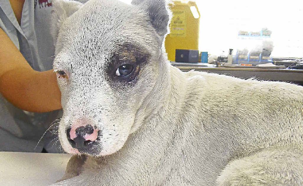 Pup found on the Woodenbong tip. Pup found on the Woodenbong tip.