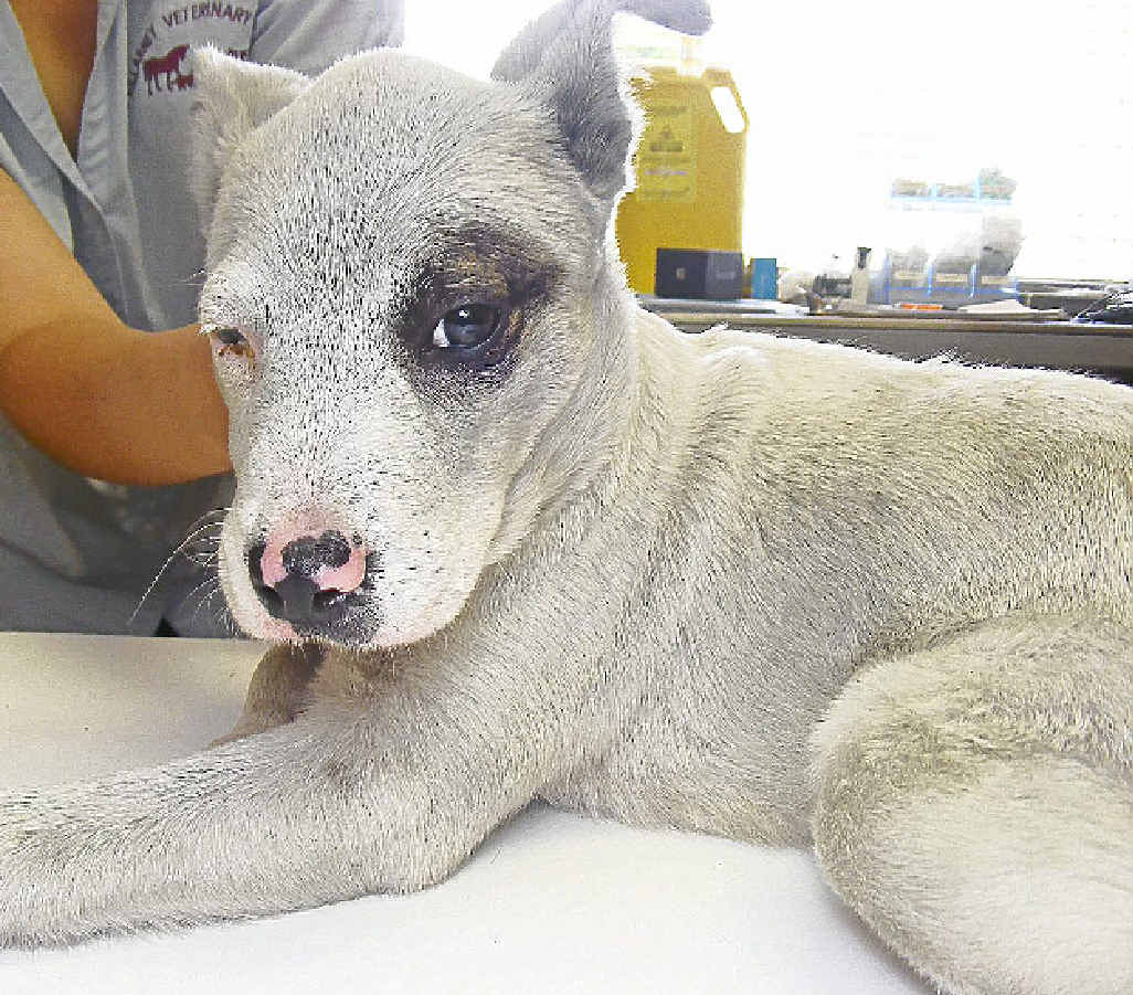 Pup found on the Woodenbong tip. Pup found on the Woodenbong tip.