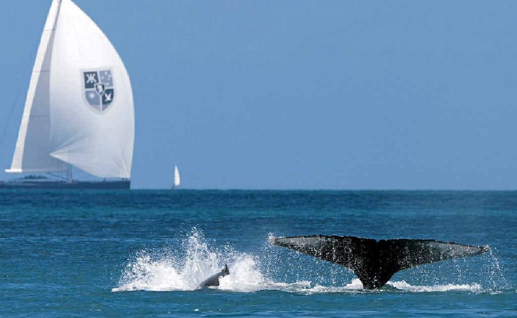 Whales play in the waters of the Whitsundays as the yacht Kokomo competes in the Audi Hamilton Island race Week. Whales play in the waters of the Whitsundays as the yacht Kokomo competes in the Audi Hamilton Island race Week.