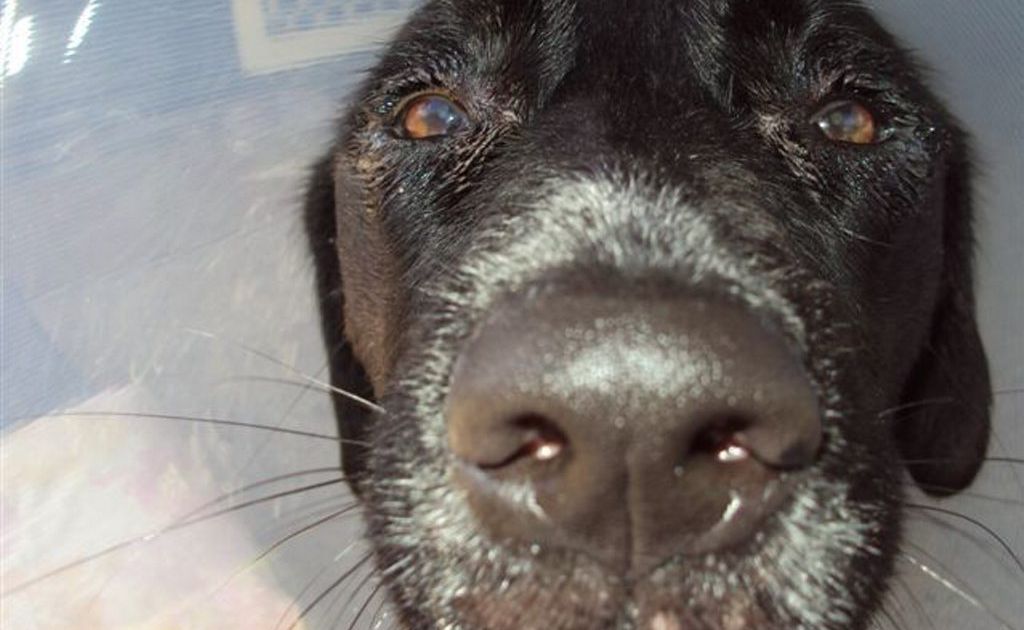 Explosive essay border collie 03 image