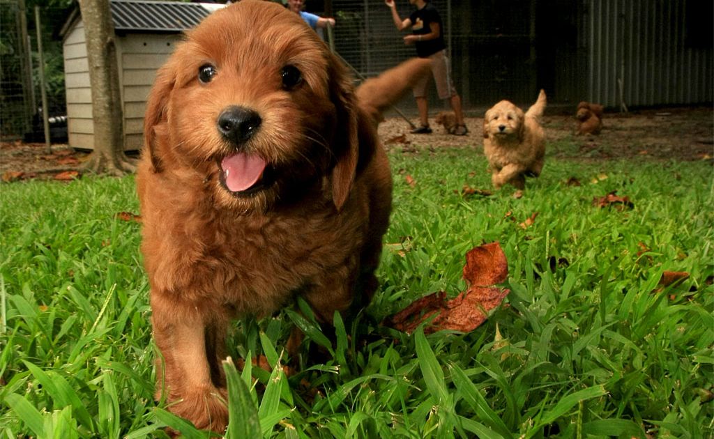 Labradoodle pups from Cloud Catcher Labradoodles at Reserve Creek. Labradoodle pups from Cloud Catcher Labradoodles at Reserve Creek.