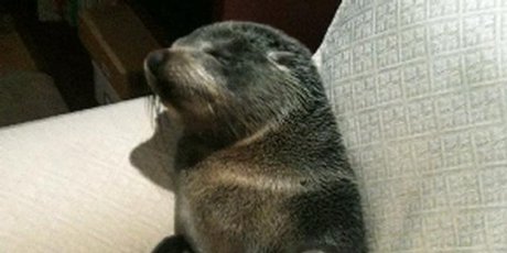 A seal pup settles in at Bay of Plenty home. A seal pup settles in at Bay of Plenty home.