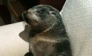A seal pup settles in at Bay of Plenty home. A seal pup settles in at Bay of Plenty home.