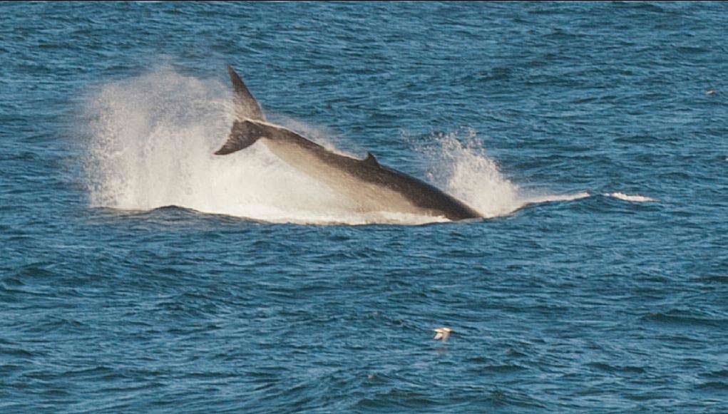 A small pod of what onlookers believed to be minke whales were sighted close into Emerald Beach for most of Monday afternoon while feeding on a large school of bait fish. Picture: TREVOR VEALE A small pod of what onlookers believed to be minke whales were sighted close into Emerald Beach for most of Monday afternoon while feeding on a large school of bait fish. Picture: TREVOR VEALE