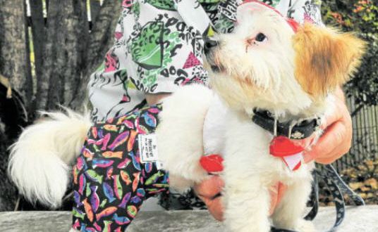 Hat Accessories: Margaret Kelly and Snuggles are showing off a Santa harness and board shorts from Margaret's Pet Coats and Accessories. Hat Accessories: Margaret Kelly and Snuggles are showing off a Santa harness and board shorts from Margaret's Pet Coats and Accessories.