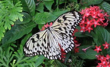 Intricate butterflies like this one can be found flitting around the jungles of Borneo. Intricate butterflies like this one can be found flitting around the jungles of Borneo.