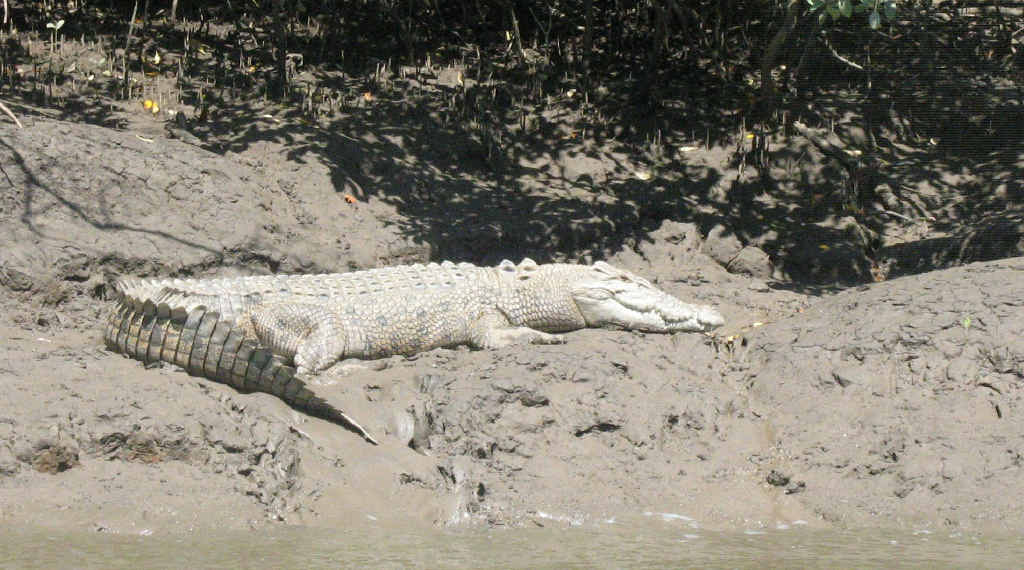 This croc was snapped sunning itself on the banks of popular fishing spot, Murray Creek, a couple of months ago. This croc was snapped sunning itself on the banks of popular fishing spot, Murray Creek, a couple of months ago.