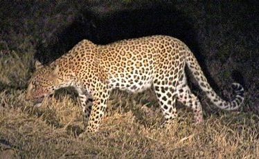 A leopard, blood smeared on its muzzle from a recent kill, stalks through the grass. A leopard, blood smeared on its muzzle from a recent kill, stalks through the grass.