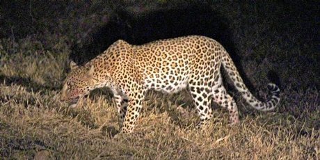 A leopard, blood smeared on its muzzle from a recent kill, stalks through the grass. A leopard, blood smeared on its muzzle from a recent kill, stalks through the grass.
