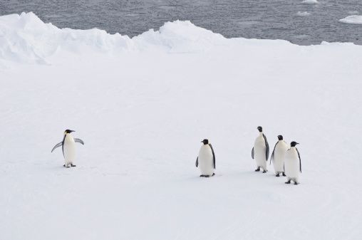 The colony of 160,000 has shrunk to just 10,000 since 2011, according to research carried out by the Climate Change Research Centre at Australia’s University of New South Wales.
The colony of 160,000 has shrunk to just 10,000 since 2011, according to research carried out by the Climate Change Research Centre at Australia’s University of New South Wales.