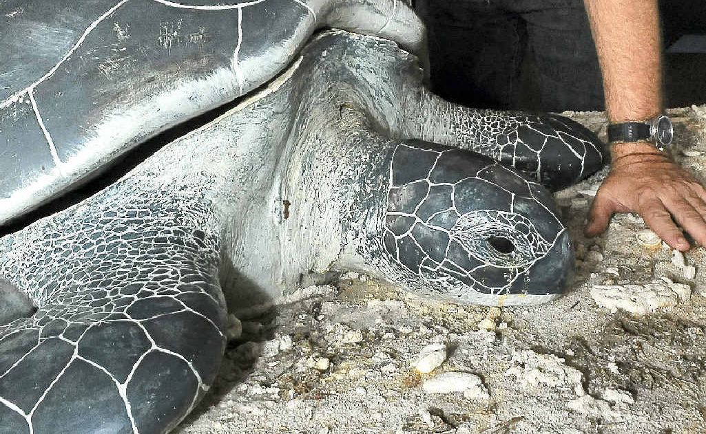 General manager of Bundaberg North Burnett Tourism James Corvan is looking forward to visitor numbers increasing at Mon Repos Turtle Rookery. General manager of Bundaberg North Burnett Tourism James Corvan is looking forward to visitor numbers increasing at Mon Repos Turtle Rookery.