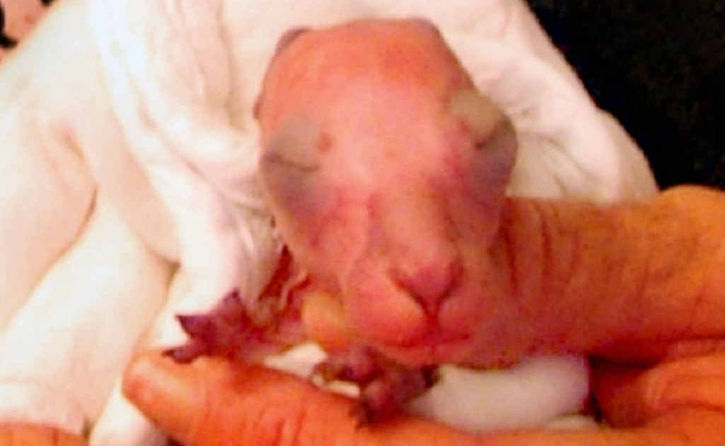 Sarah, the kangaroo joey saved during a mass shooting, is clinging to life in a humidicrib at the home of dedicated wildlife carer Faye Fishlock in Childers. Sarah, the kangaroo joey saved during a mass shooting, is clinging to life in a humidicrib at the home of dedicated wildlife carer Faye Fishlock in Childers.