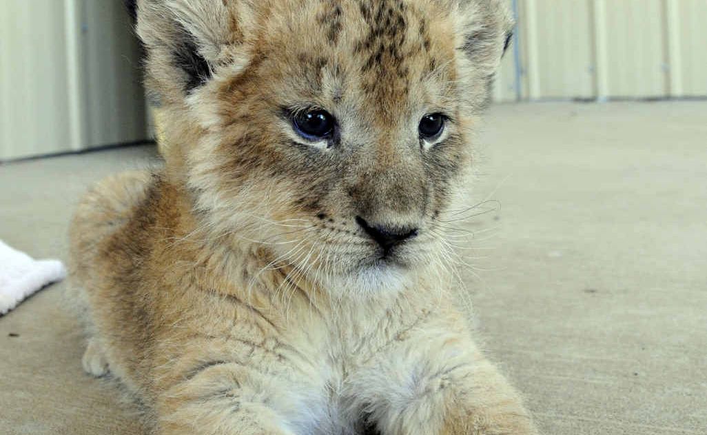 Darling Downs Zoo cubs caused a stir at a Sydney party. Darling Downs Zoo cubs caused a stir at a Sydney party.