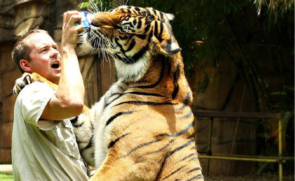 Australia Zoo handler Giles Clark plays with Charlie, a fully grown tiger, at the Tiger Temple. Australia Zoo handler Giles Clark plays with Charlie, a fully grown tiger, at the Tiger Temple.