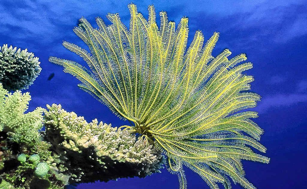 Plans are in place to transform nearly a million square kilometres of the Coral Sea into a marine park. Plans are in place to transform nearly a million square kilometres of the Coral Sea into a marine park.