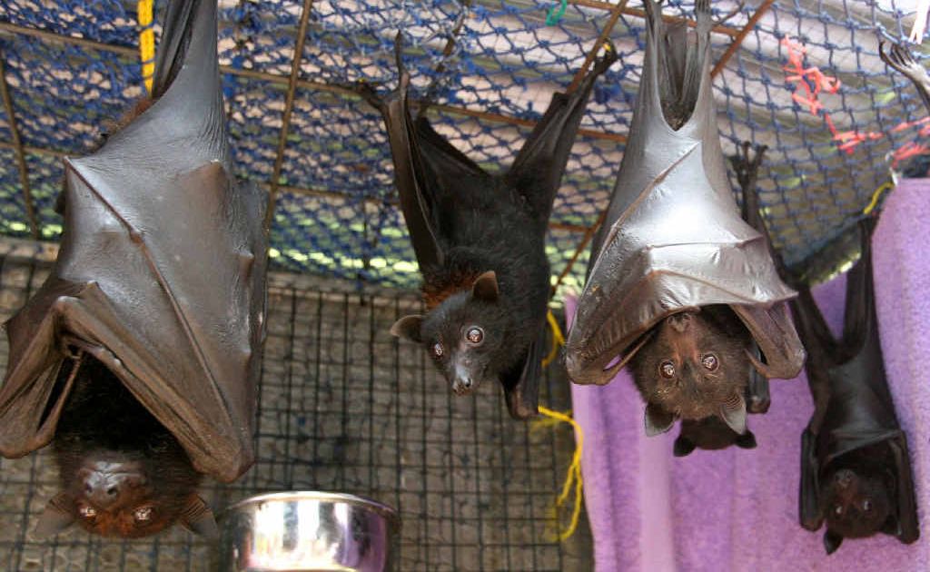 These young flying foxes are being cared for by Val Dworzak and Pieter Haynes after being rescued from netting, power lines and fences. These young flying foxes are being cared for by Val Dworzak and Pieter Haynes after being rescued from netting, power lines and fences.