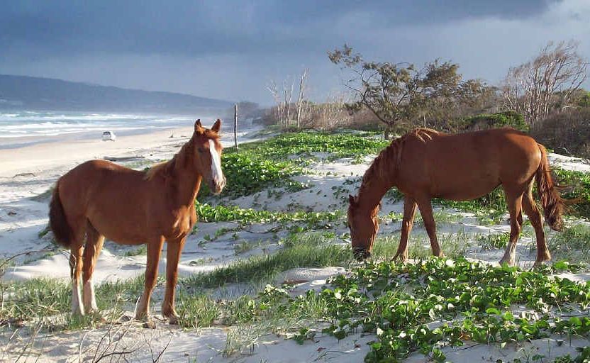 Brumbies pick on the sand dunes on the way to Inskip Point at Rainbow Beach. Brumbies pick on the sand dunes on the way to Inskip Point at Rainbow Beach.