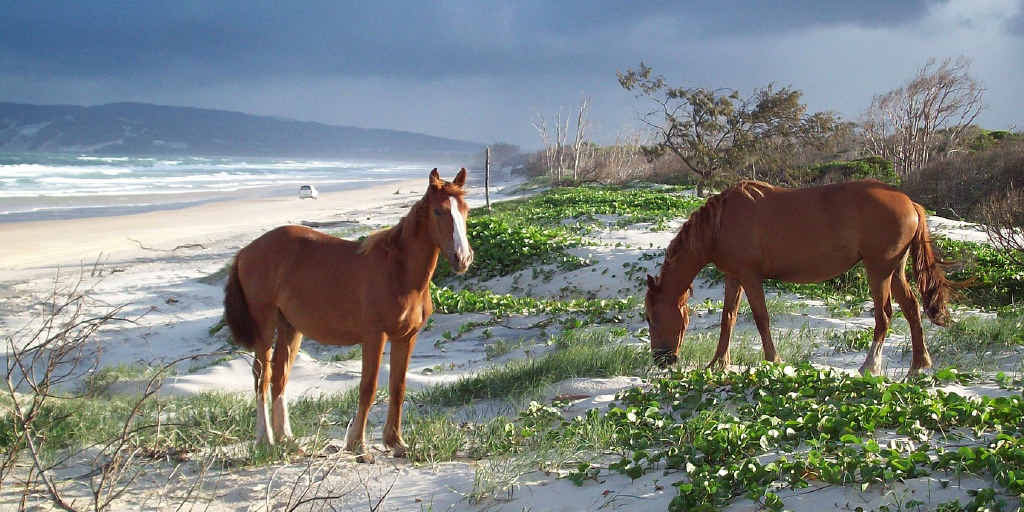 Brumbies pick on the sand dunes on the way to Inskip Point at Rainbow Beach. Brumbies pick on the sand dunes on the way to Inskip Point at Rainbow Beach.