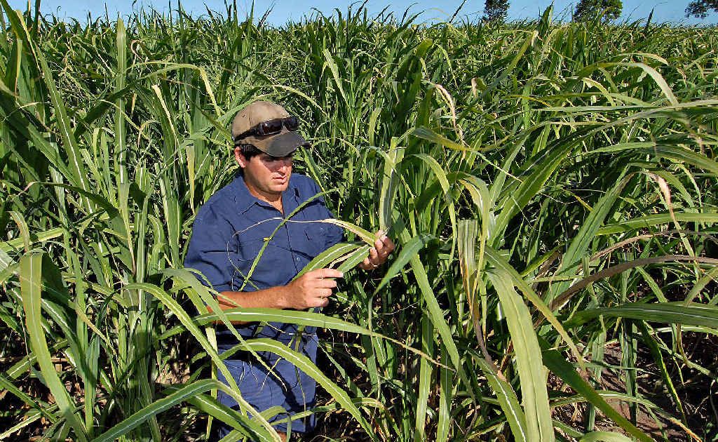 North Eton cane farmer Joe Deguara loves the farming lifestyle and after a five-year stint as a diesel fitter at Hastings Deering has returned to full-time farming. North Eton cane farmer Joe Deguara loves the farming lifestyle and after a five-year stint as a diesel fitter at Hastings Deering has returned to full-time farming.