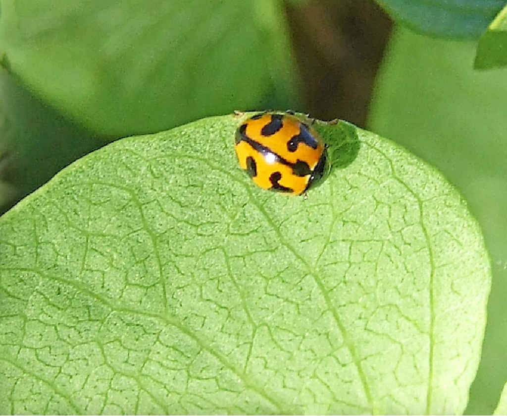 Ladybugs are moving into local gardens. Ladybugs are moving into local gardens.