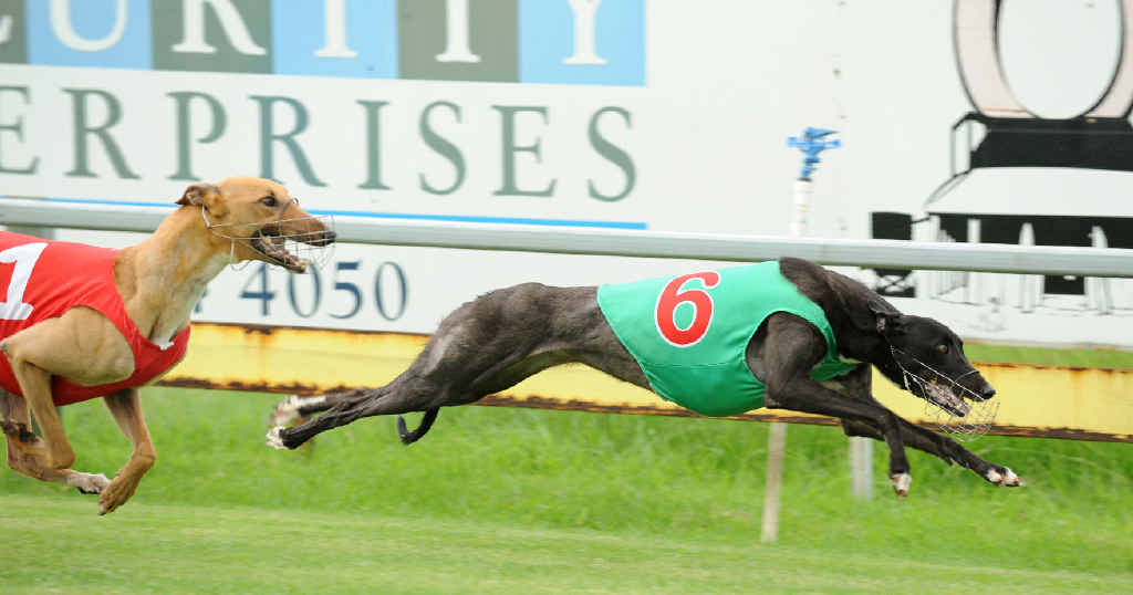 Ripping Speed followed closely by Park Lane McLean at the last Bundaberg meeting. Ripping Speed followed closely by Park Lane McLean at the last Bundaberg meeting.